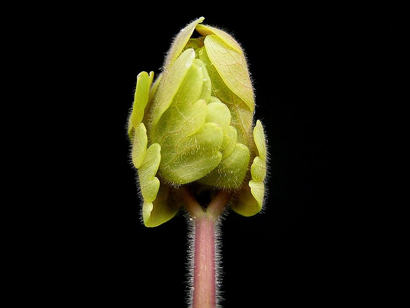 Dwarf Columbine