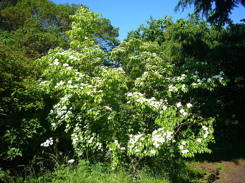 Milky Way Dogwood